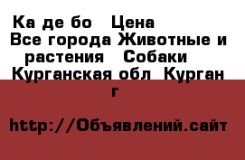 Ка де бо › Цена ­ 25 000 - Все города Животные и растения » Собаки   . Курганская обл.,Курган г.